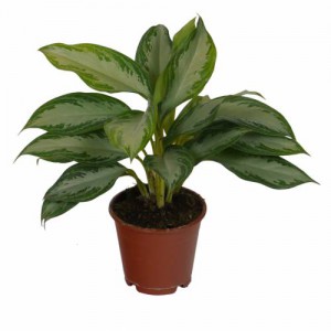 273 - AGLAONEMAS PLANTA 1PZ