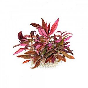427 - ALTERNATERA PLANTA 1PZ