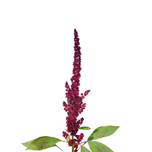 321 - AMARANTOS PLANTA 1PZ