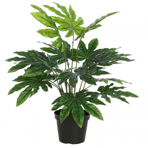 328 - ARALIAS PLANTA 1PZ