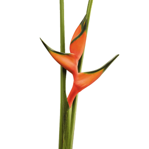 1017 - HELICONIAS 1PZ