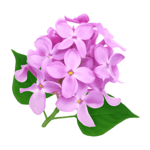 FLORES 1PZ