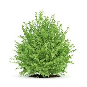 060 - BUXUS PLANTA 1PZ