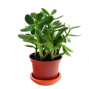 132 - CALANCHOS PLANTA 1PZ