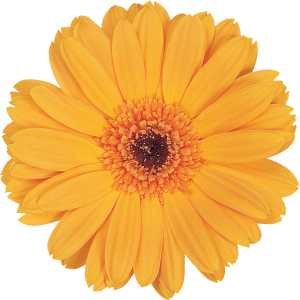 251 - CALENDULA  PLANTA 1PZ
