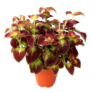 246 - COLEUS PLANTA 1PZ