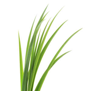 234 - TÉ DE LIMÓN 1KG