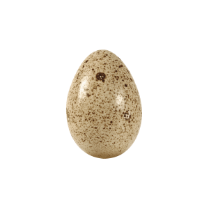 357 - HUEVO CODORNIZ 1 PIEZA