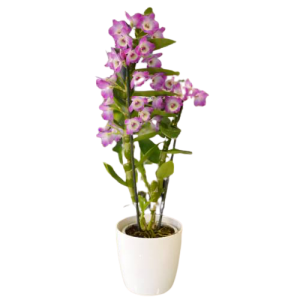 FLOR MALVA