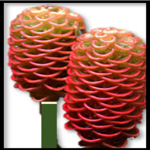 487 - MARACAS DE HELICONIA