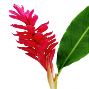 416 - GINGER ROJO (FLOR)